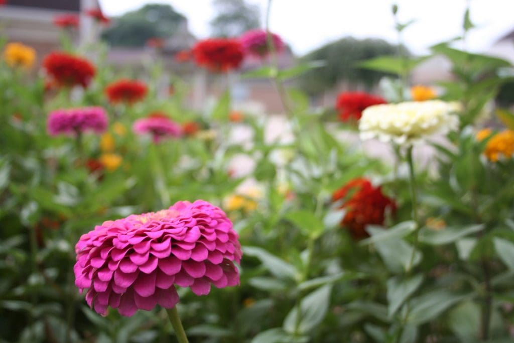 Flowers on the Peter Becker Community Campus